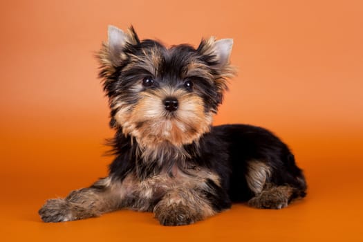 Puppy on orange background