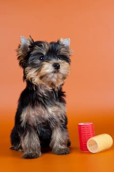 Puppy on orange background