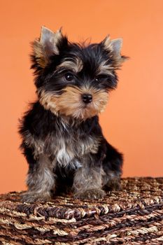 Puppy on a box on orange background