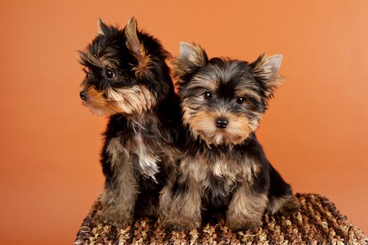 Two small puppies on a box on orange background