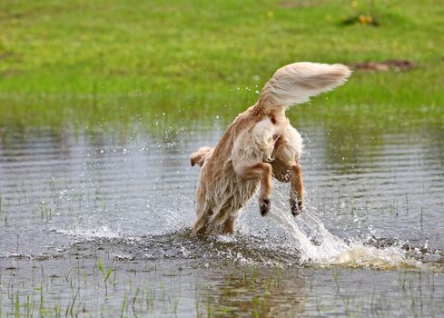 Big dog is jumping in the water