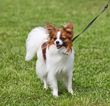 Dog  standing on the grass