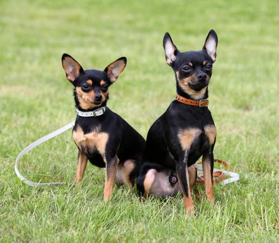 Two dogs sitting on the grass