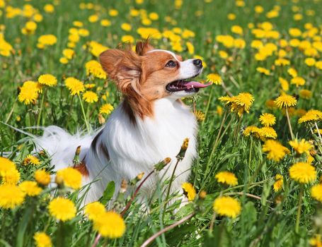 Dog standing among the yellow flowers