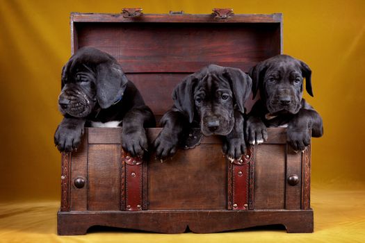 Three puppy dog in the box