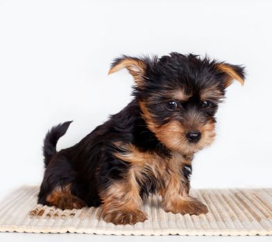 Silky terrier on white background