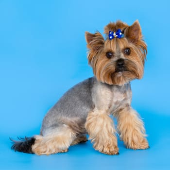 Dog on blue background