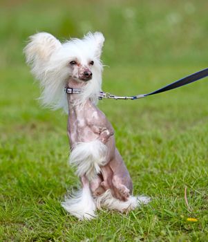 Cute dog sitting on grass