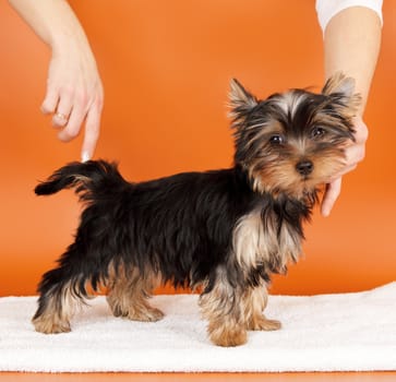 Puppy on orange background