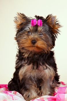 Yorkie puppy on light background