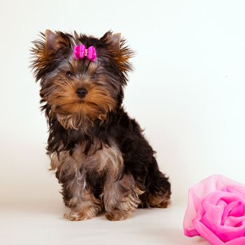 Yorkie puppy on light background