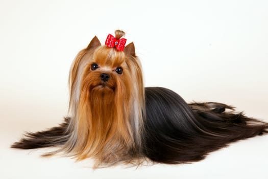 Young Yorkie on light background