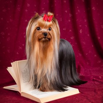 York and book on red background