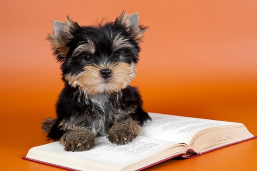 Puppy on the book on orange background