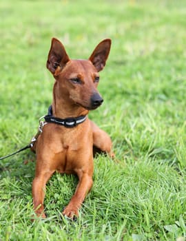 Cute dog sitting on grass