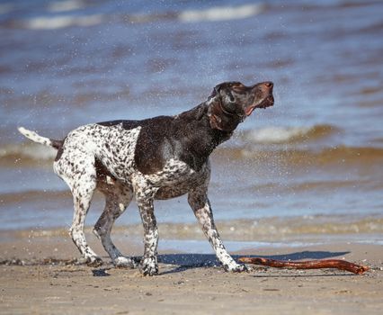 Wet dog shaking its self dry