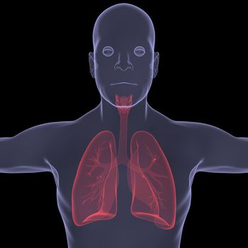 X-Ray picture of a person. lungs. Isolated render on a black background