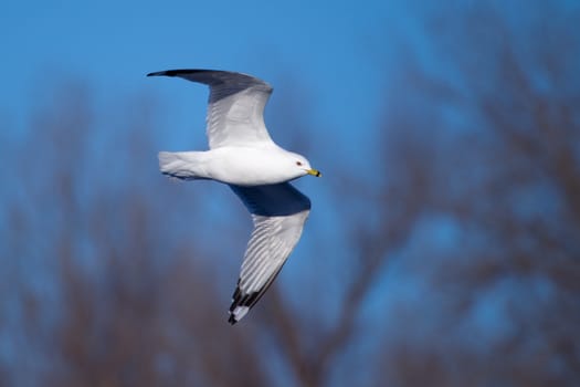 A seagull flying in the blue sky.