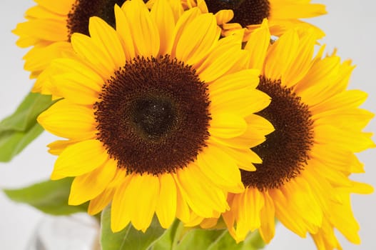 Sunflowers in a glass vase on light background
