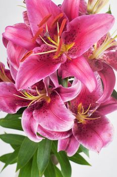 Studio shoot of purple lily in vase