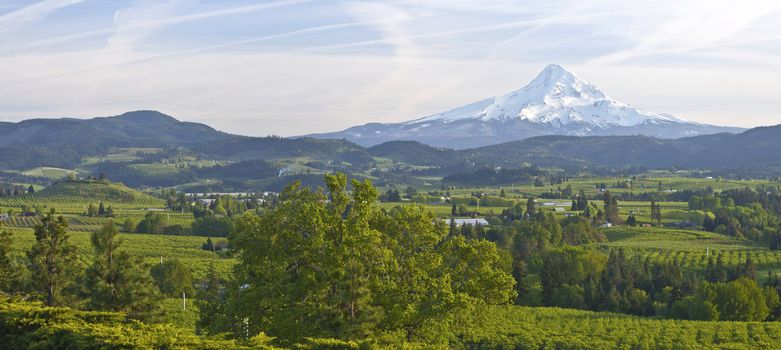 Mt. Hood and Hood River valley panorama in Spring Oregon.