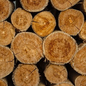 timber wood logs for background