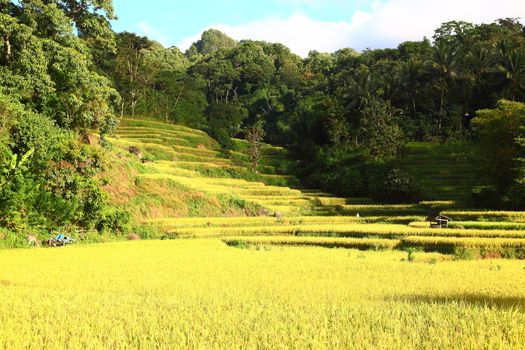 Beautiful scenery countryside where rice is grown, the morning sun warm, Maros Indonesia