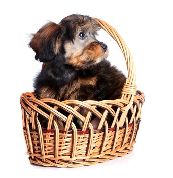 Portrait of a puppy in a basket. Puppy of decorative breed. Small doggie in a basket. Puppy of the Petersburg orchid. Dog in a basket.