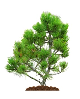 green pine tree, isolated over white
