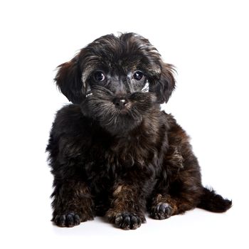 Puppy of decorative breed. Small doggie. Puppy of the Petersburg orchid. Small puppy on a white background.