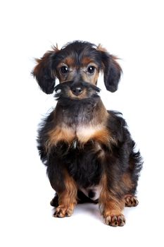  Puppy of decorative breed. Small doggie. Puppy of the Petersburg orchid. Small puppy on a white background.