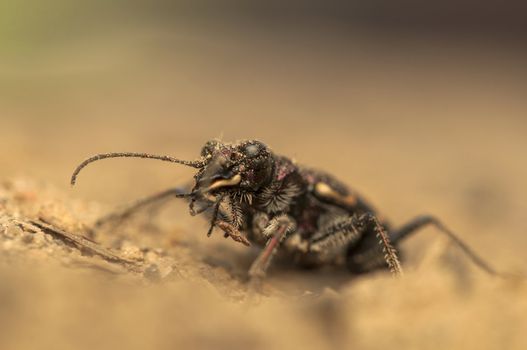 Cicindela hybrida