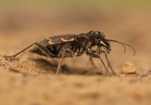 Cicindela hybrida