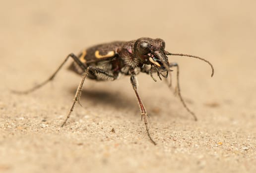 Cicindela hybrida