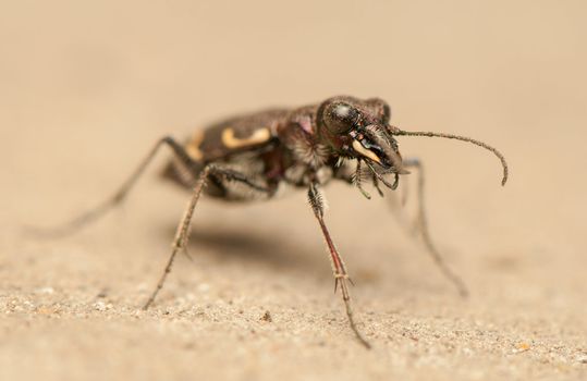 Cicindela hybrida