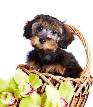 Portrait of a puppy in a basket. Puppy of decorative breed. Small doggie in a basket. Puppy of the Petersburg orchid. Dog in a basket.