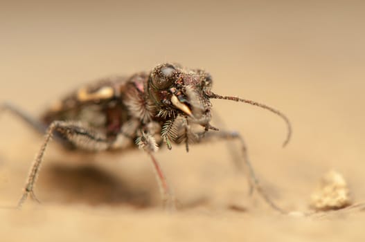 Cicindela hybrida