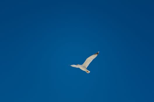 Minimalistic image: lone seagull soaring at the sky