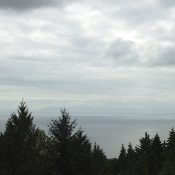 Tree tops and ocean view