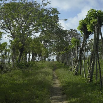 path through the trees and grass