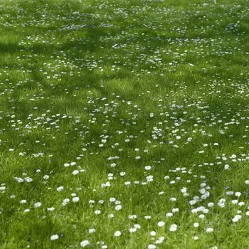 Small white flowers and grass