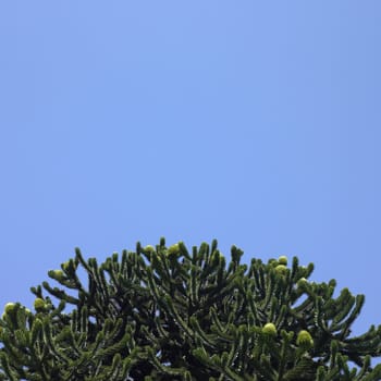 Monkey tree and blue sky
