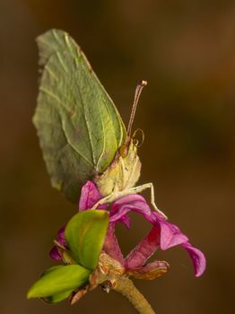 Gonepteryx rhamni