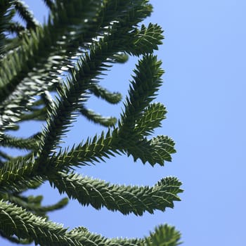 Monkey tree and blue sky