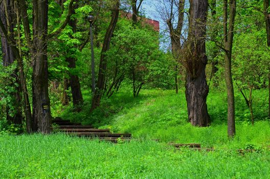 forest with stair path in Krakow







Forest with path