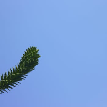 Monkey tree and blue sky