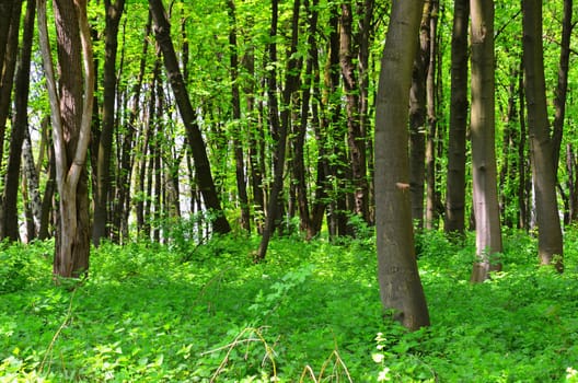 forest and low plants in Krakow