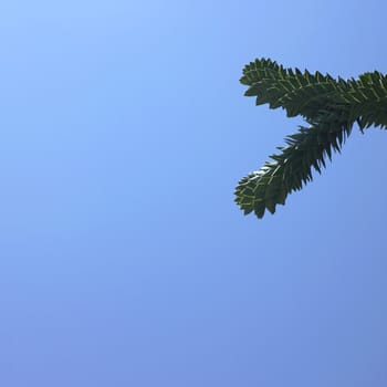 Monkey tree and blue sky