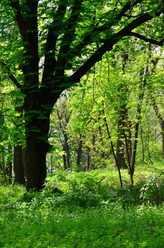 Forest in Krakow