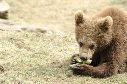 Young brown bear eating while lying on a meadow